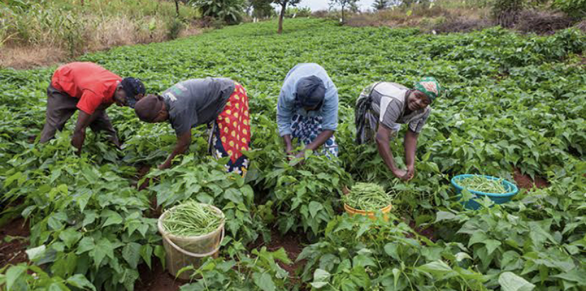 People farming in the field